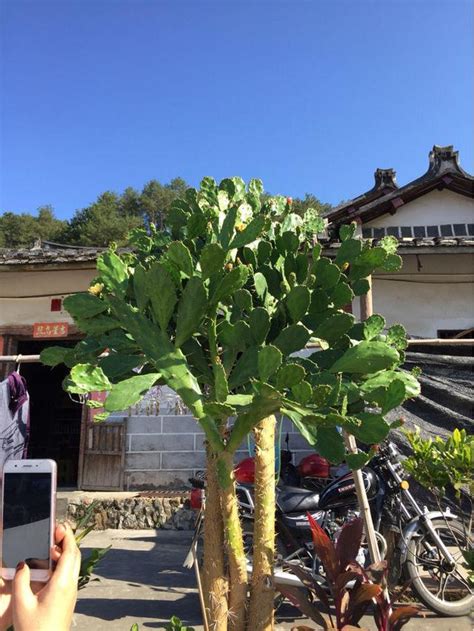 帶刺的花|八種「帶刺花」，個個都霸氣，客廳養一棵，富貴又鎮。